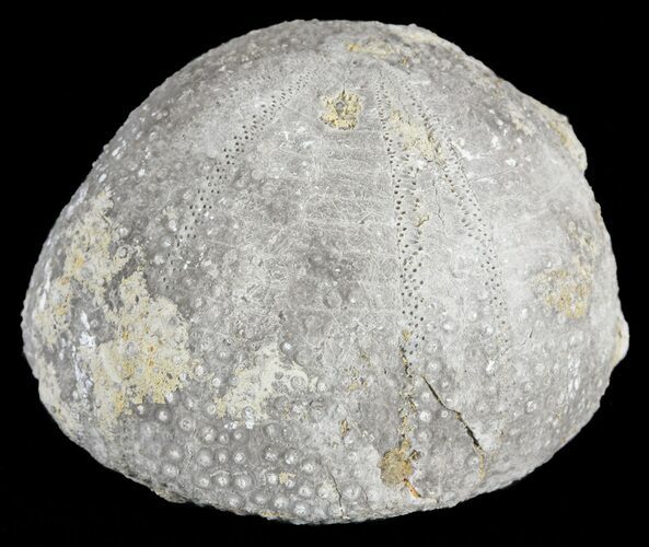 Eucosmus Fossil Echinoid (Sea Urchin) - Garsif, Morocco #61424